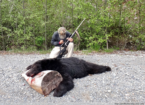 加拿大狩猎黑熊